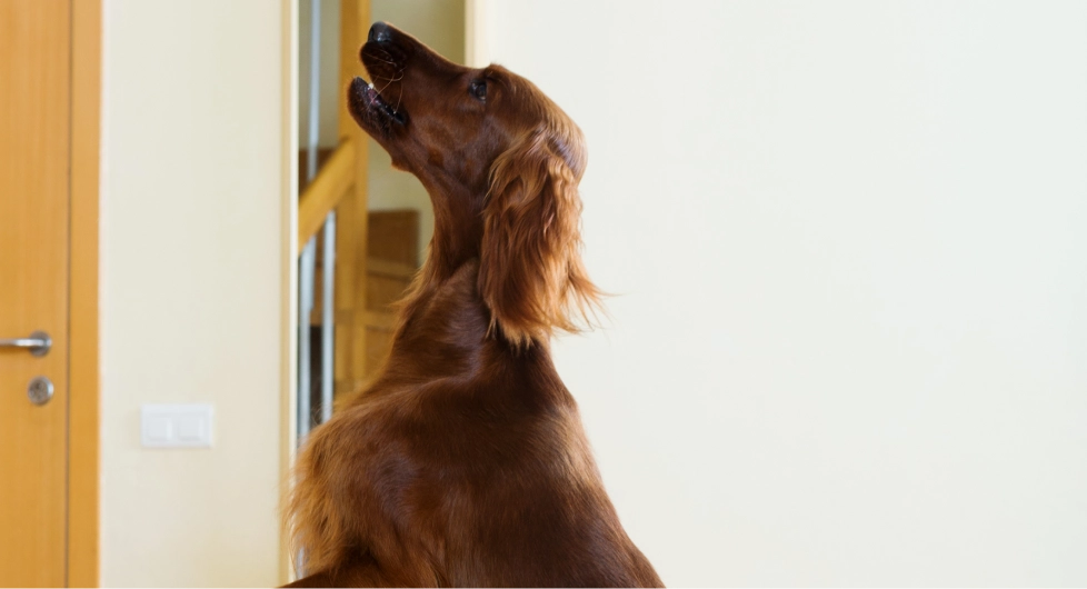 Dog illustrating stress and anxiety