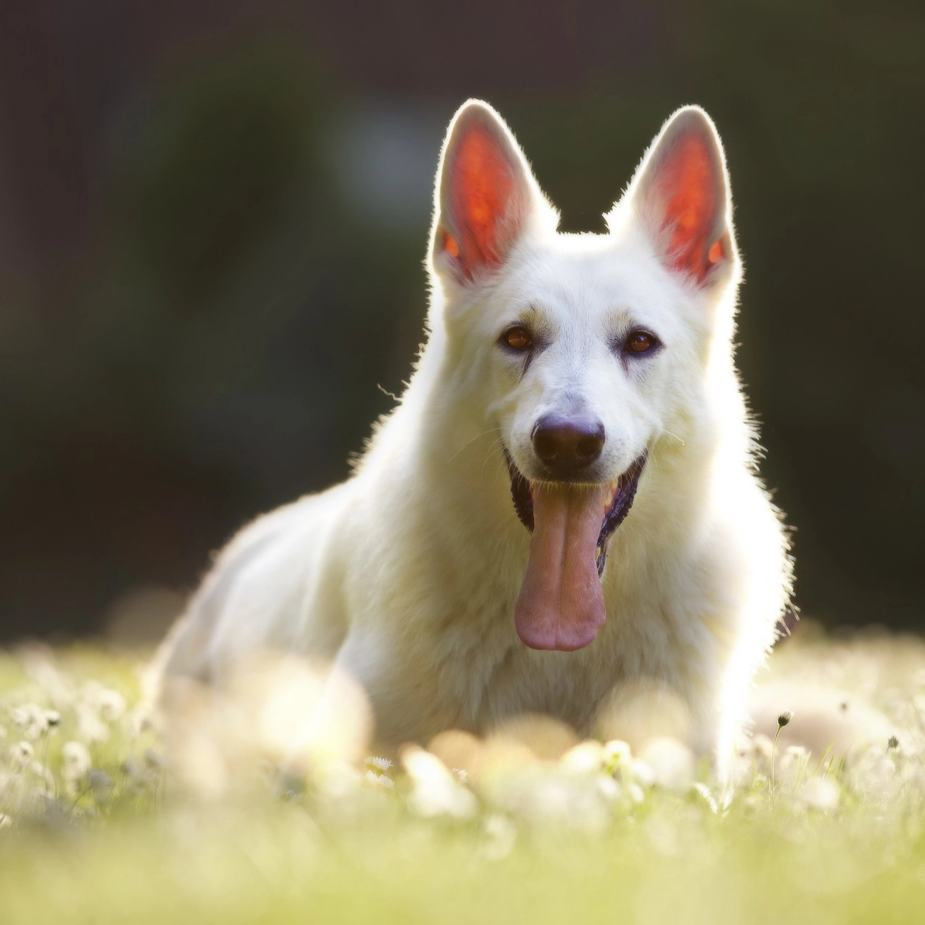 Dog health monitoring