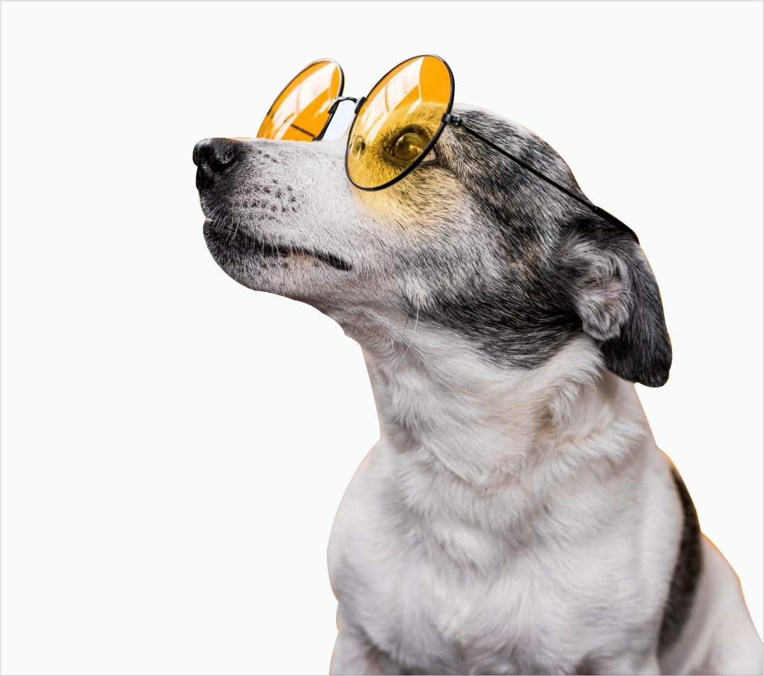 Dein Hund bellt