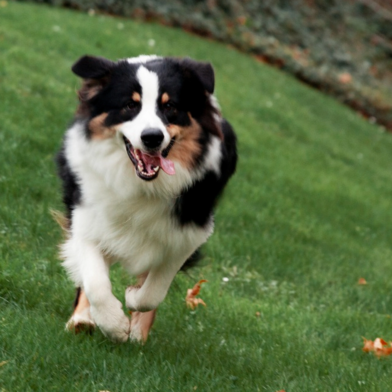 Calm dog