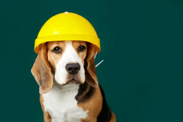 Der ultimative Guide zur Hundesicherheit: So schützt du deinen Hund in jeder Situation
