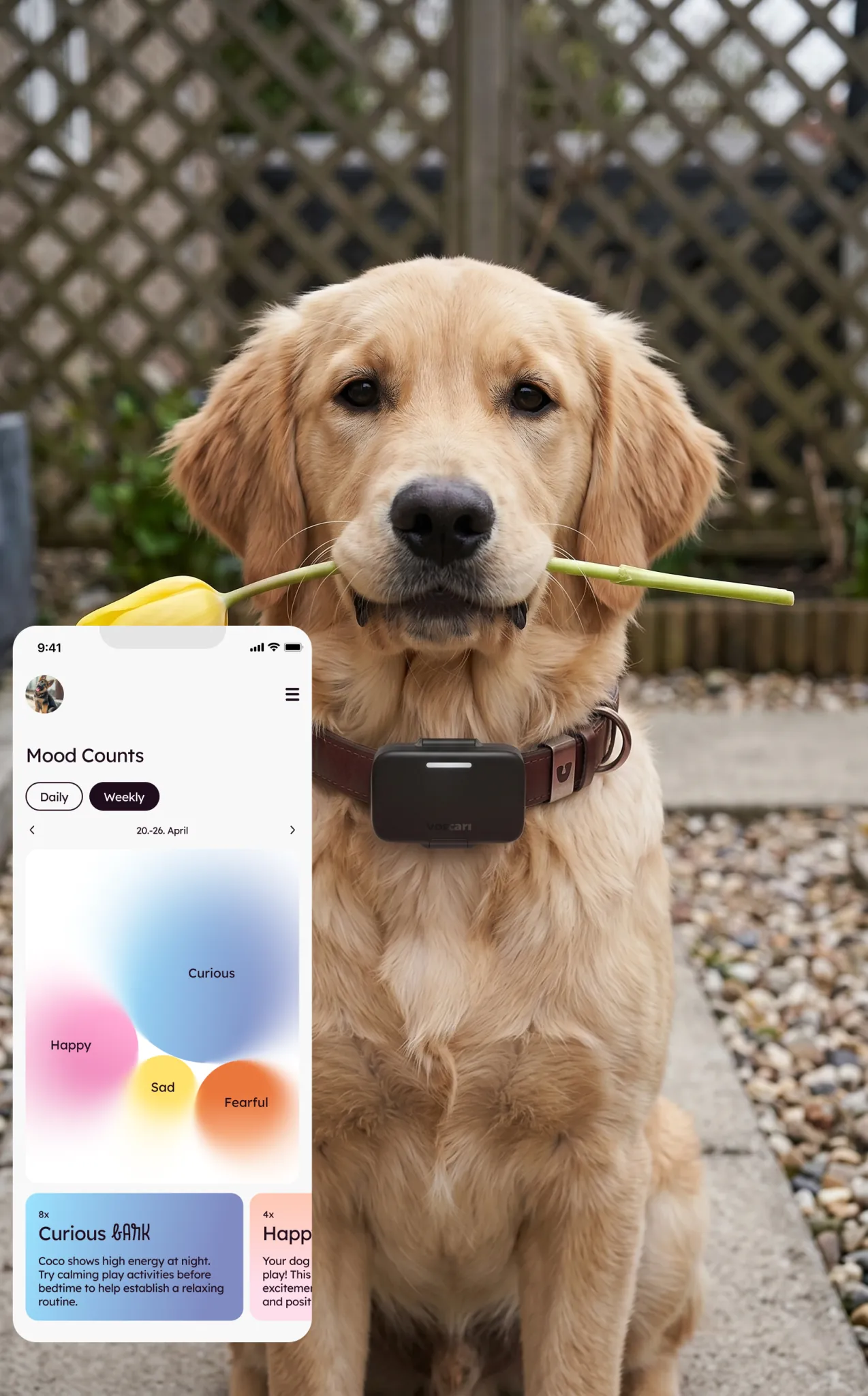 Dog wearing a Voicari collar beside the app showing mood counts