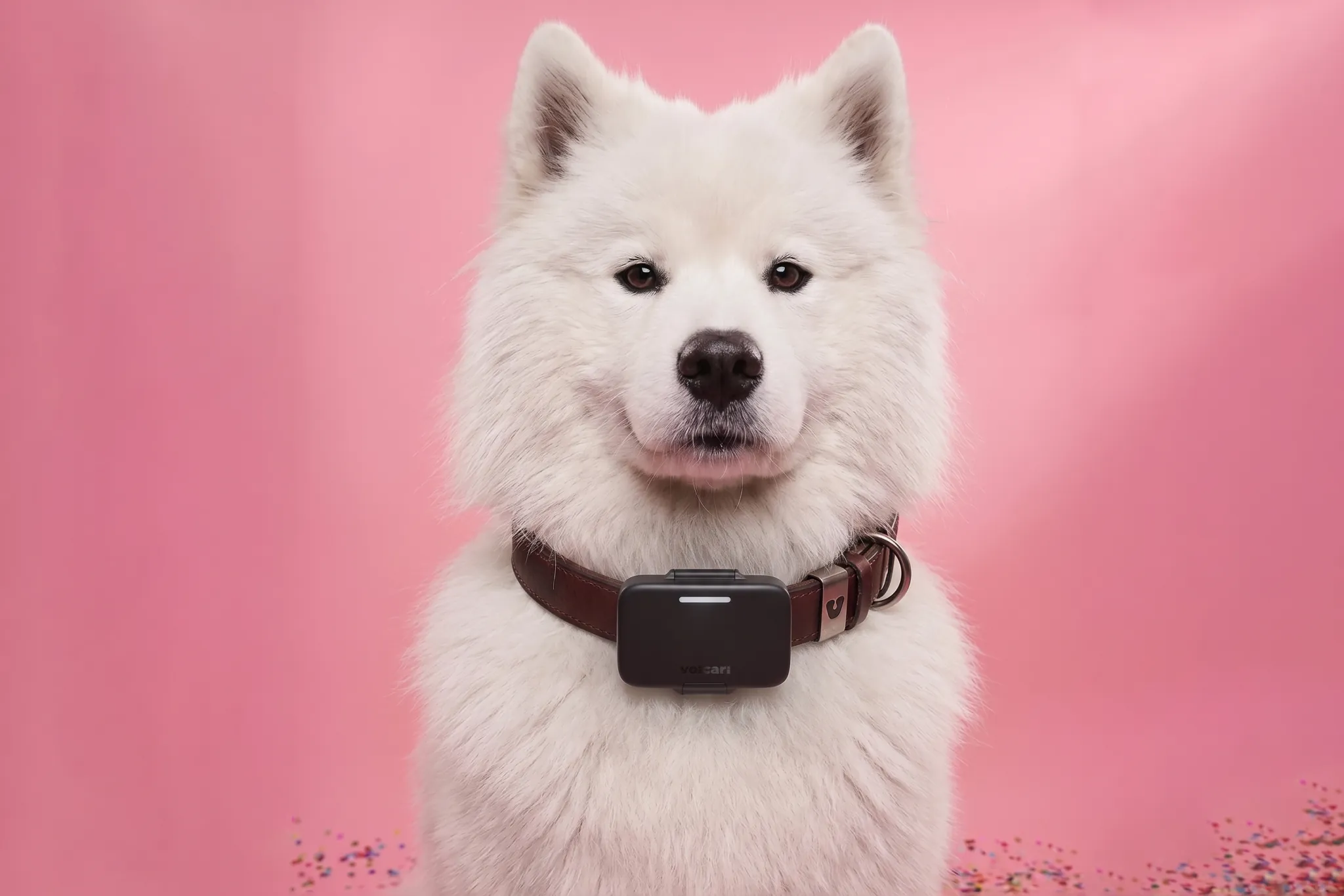 Golden retriever wearing the Voicari smart collar, flanked by CE / FCC / certified ribbons