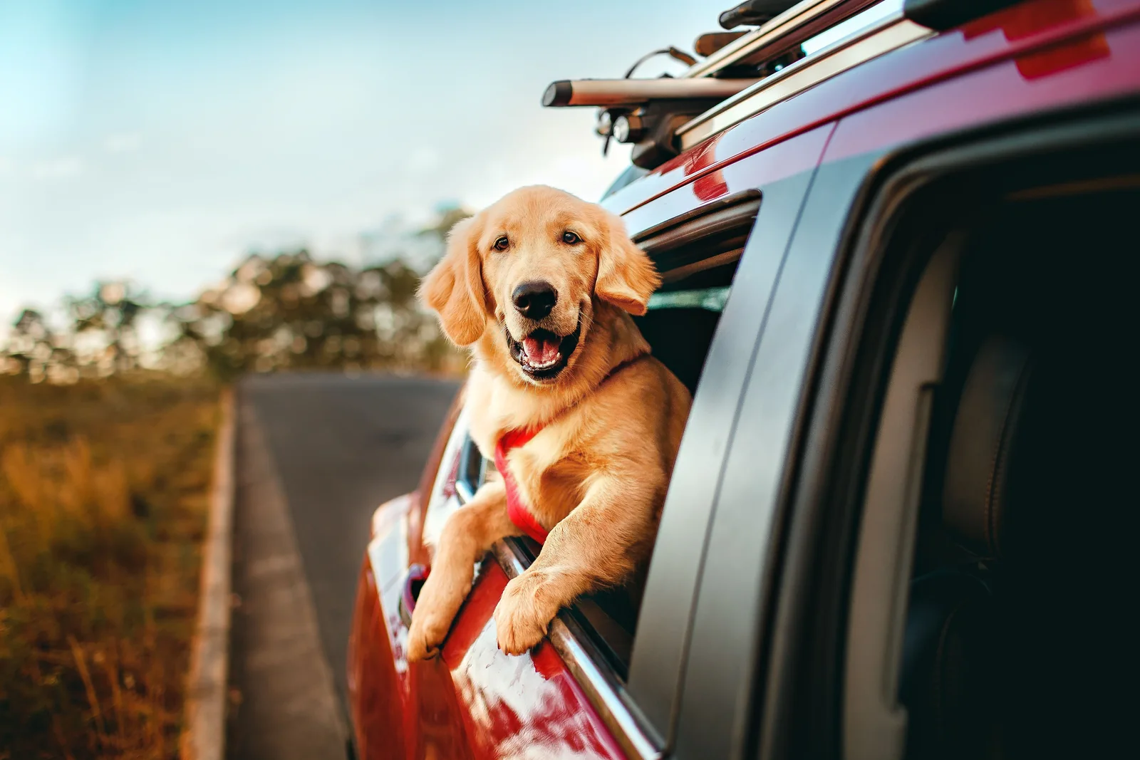 Traveling With Your Dog: Spotting Stress Before It Is Too Late