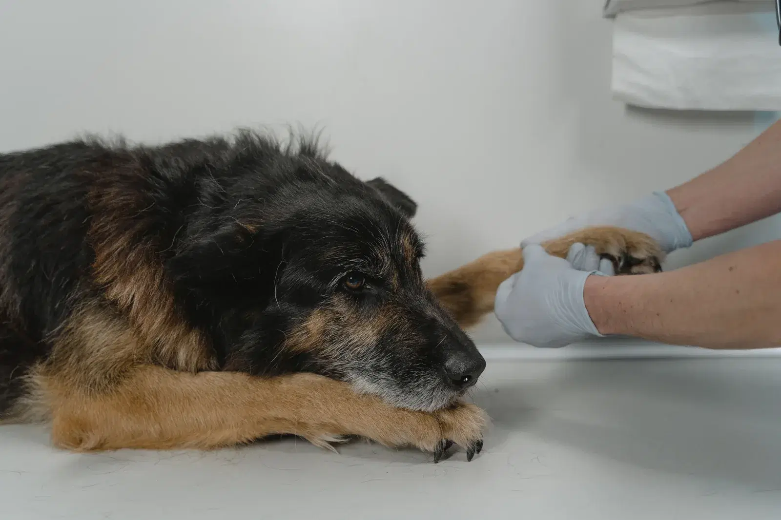 Mittelgroßer Hund liegt ruhig auf seinem Platz, Kopf leicht abgewandt, in warmem Wohnzimmerlicht