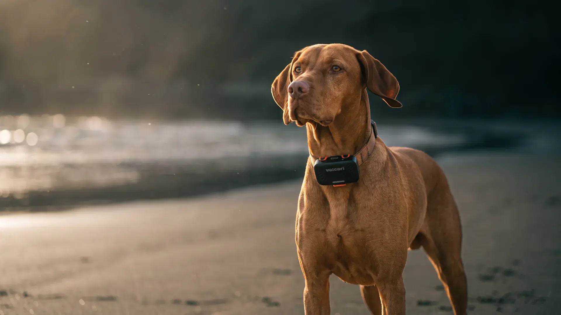 Vizsla standing on a beach wearing a Voicari device
