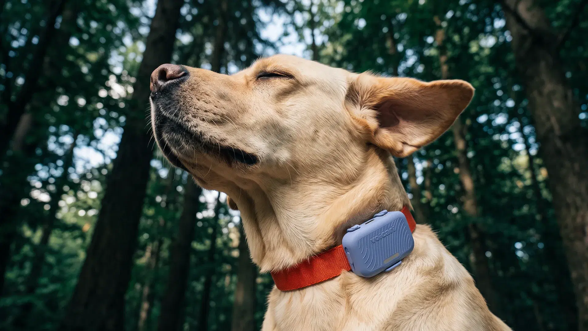 Labrador with eyes closed in the forest wearing a Voicari device