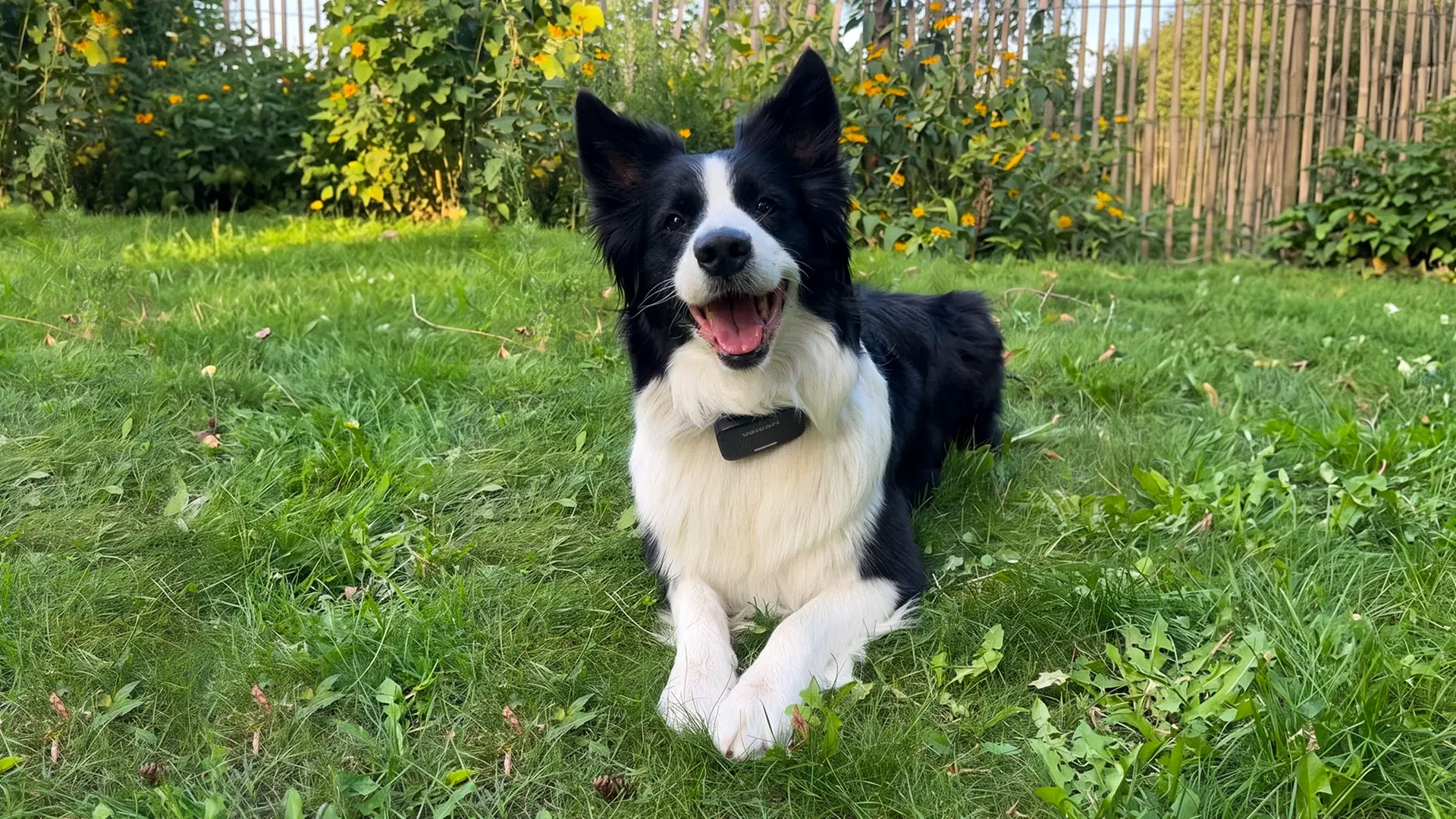 Border Collie lying in the garden wearing a Voicari device