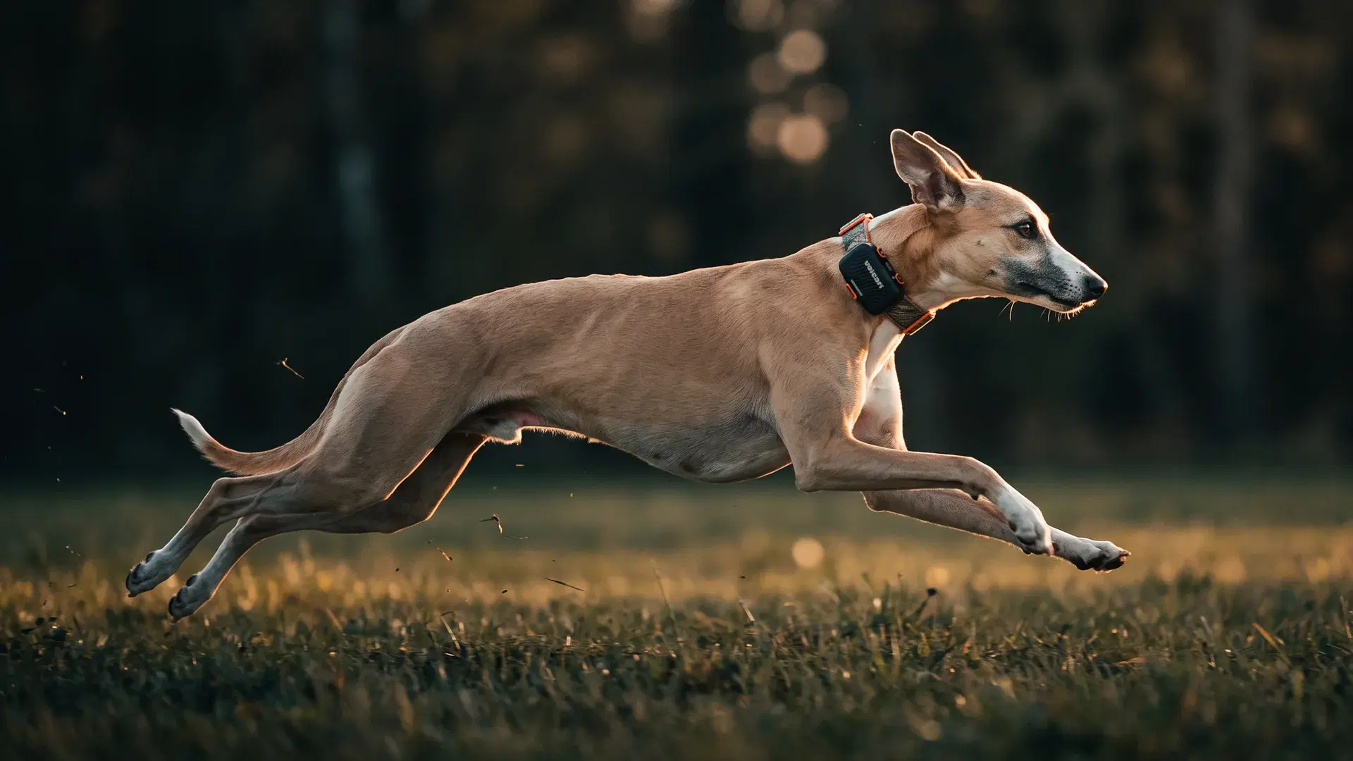 Greyhound running across a field wearing a Voicari device