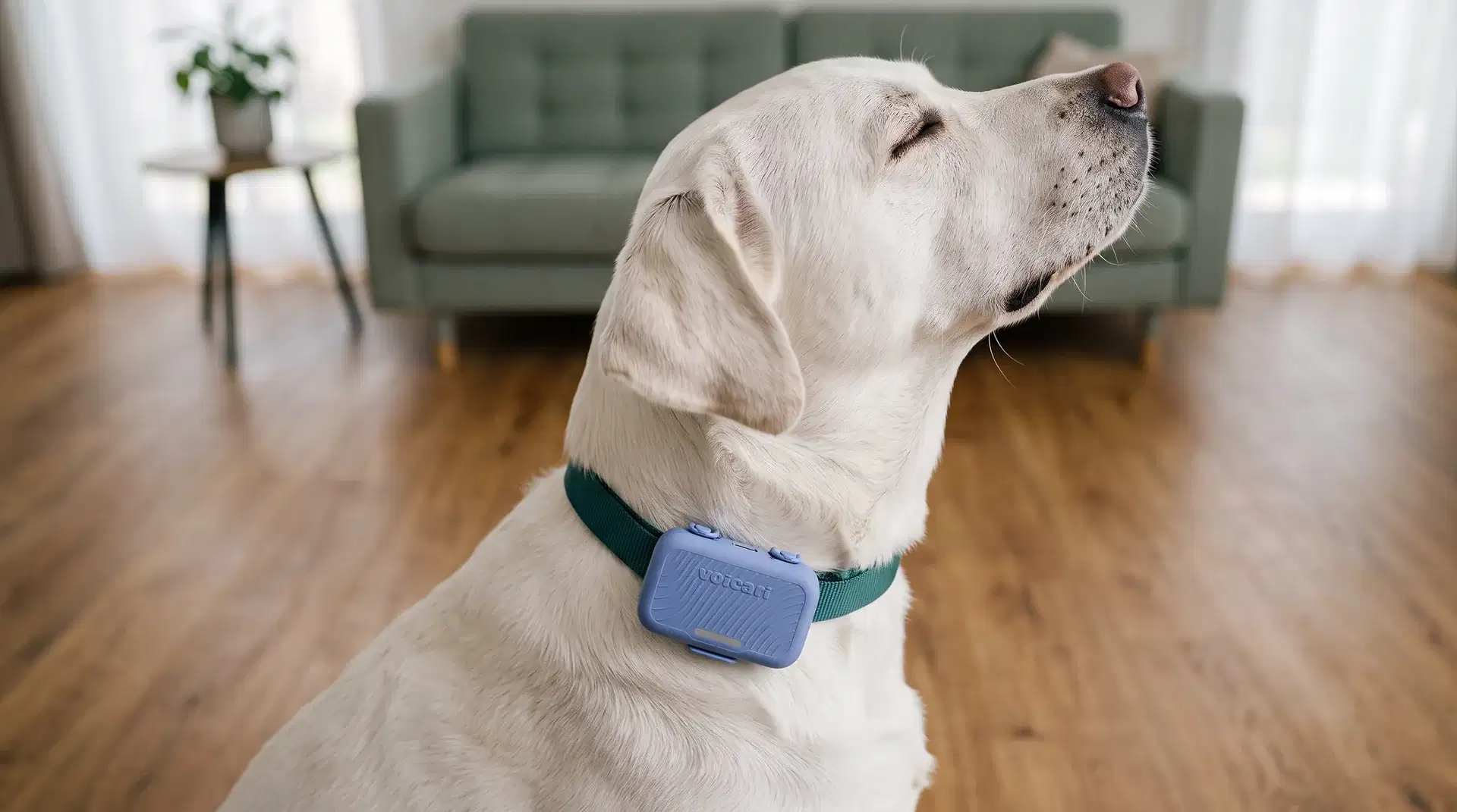 Labrador at home wearing the Voicari wearable in Tide, with its heart rate on screen