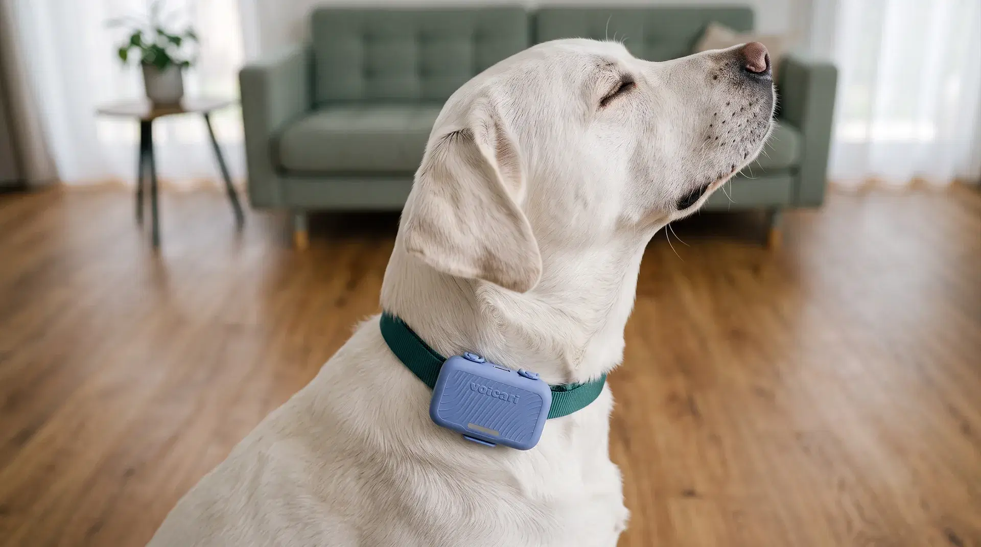 Labrador at home wearing a Voicari device in Tide