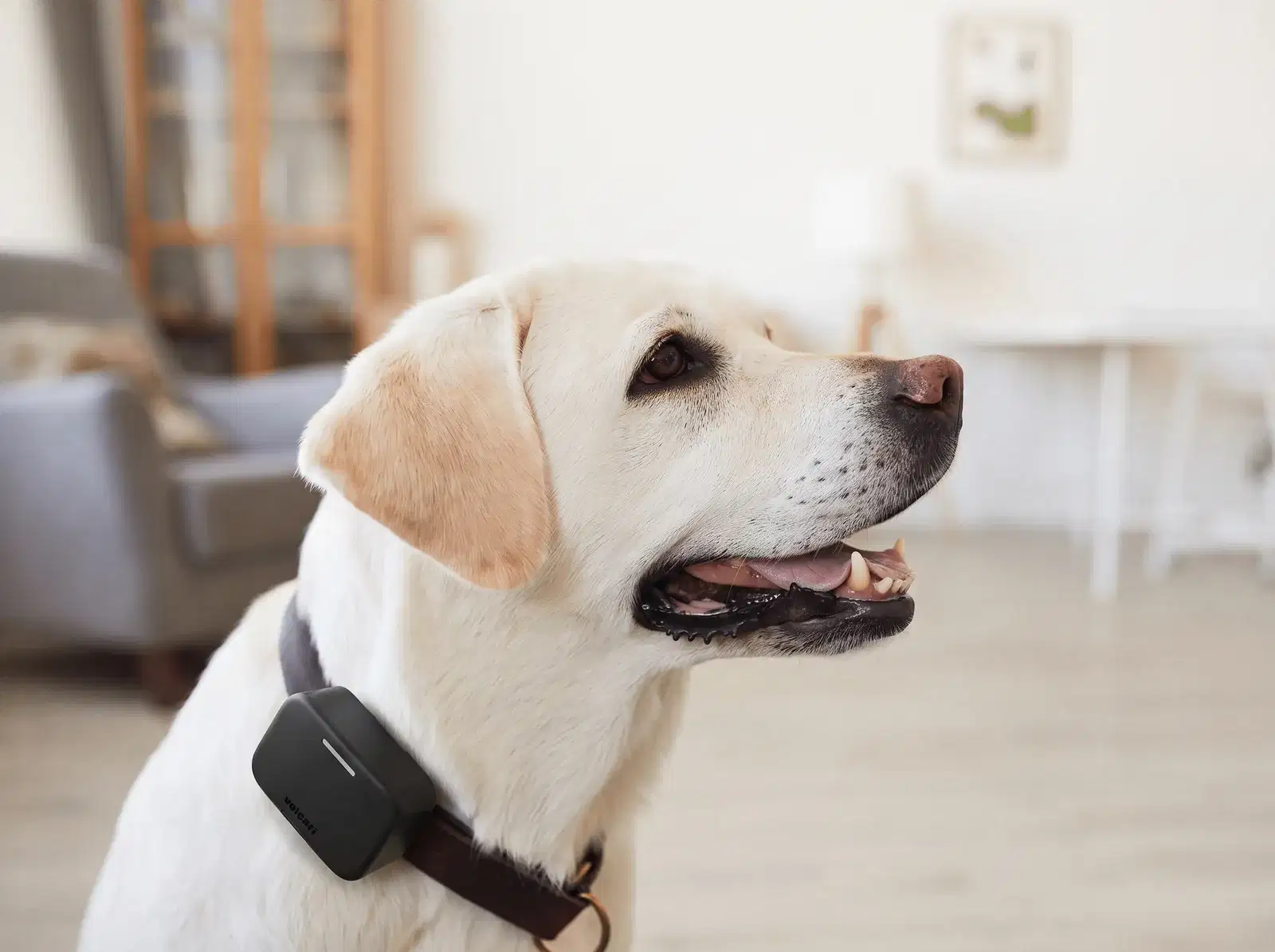 Voicari Bark Pro+ smart collar
