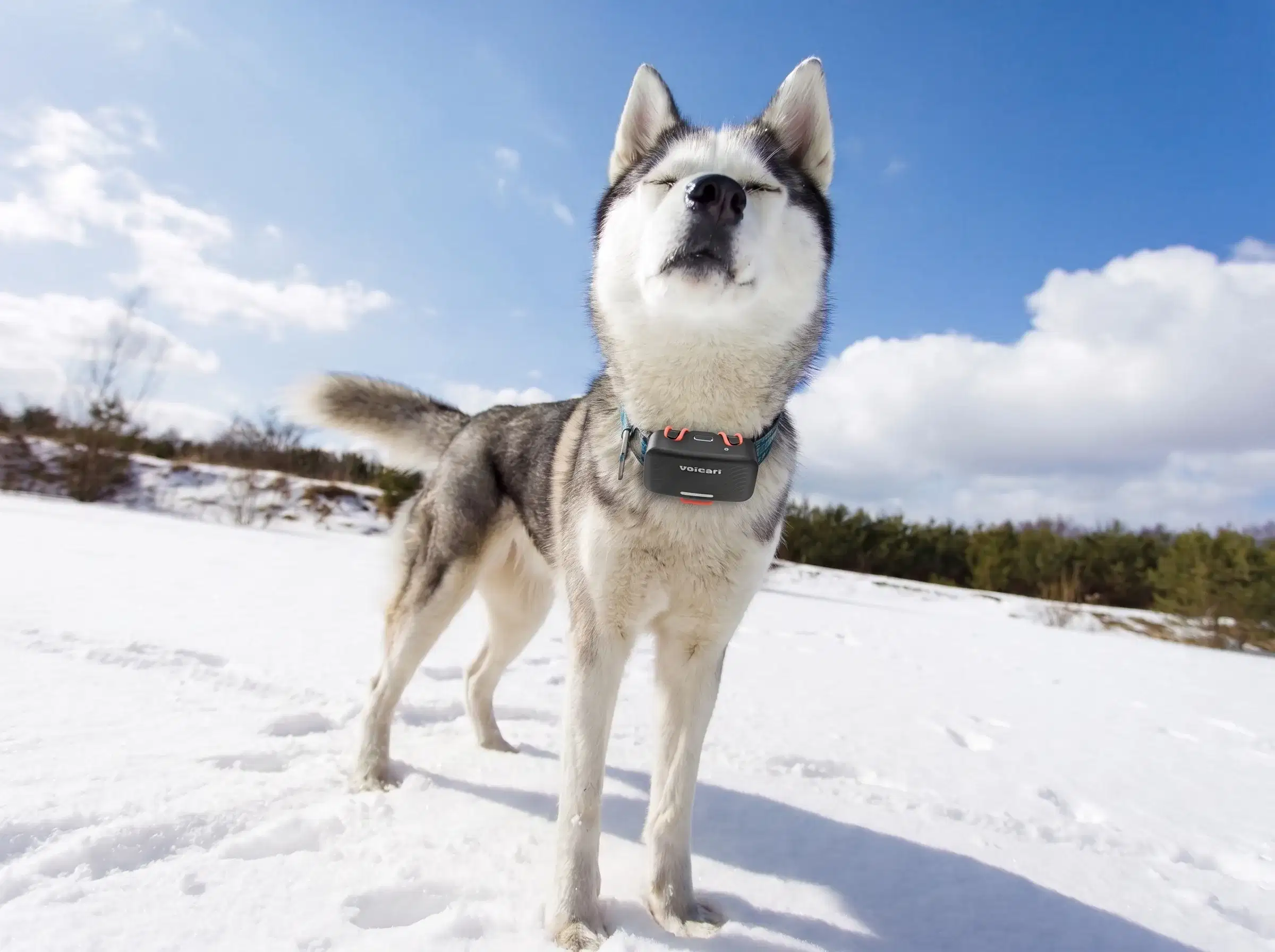 Husky outdoors in snow wearing the Voicari emotion wearable