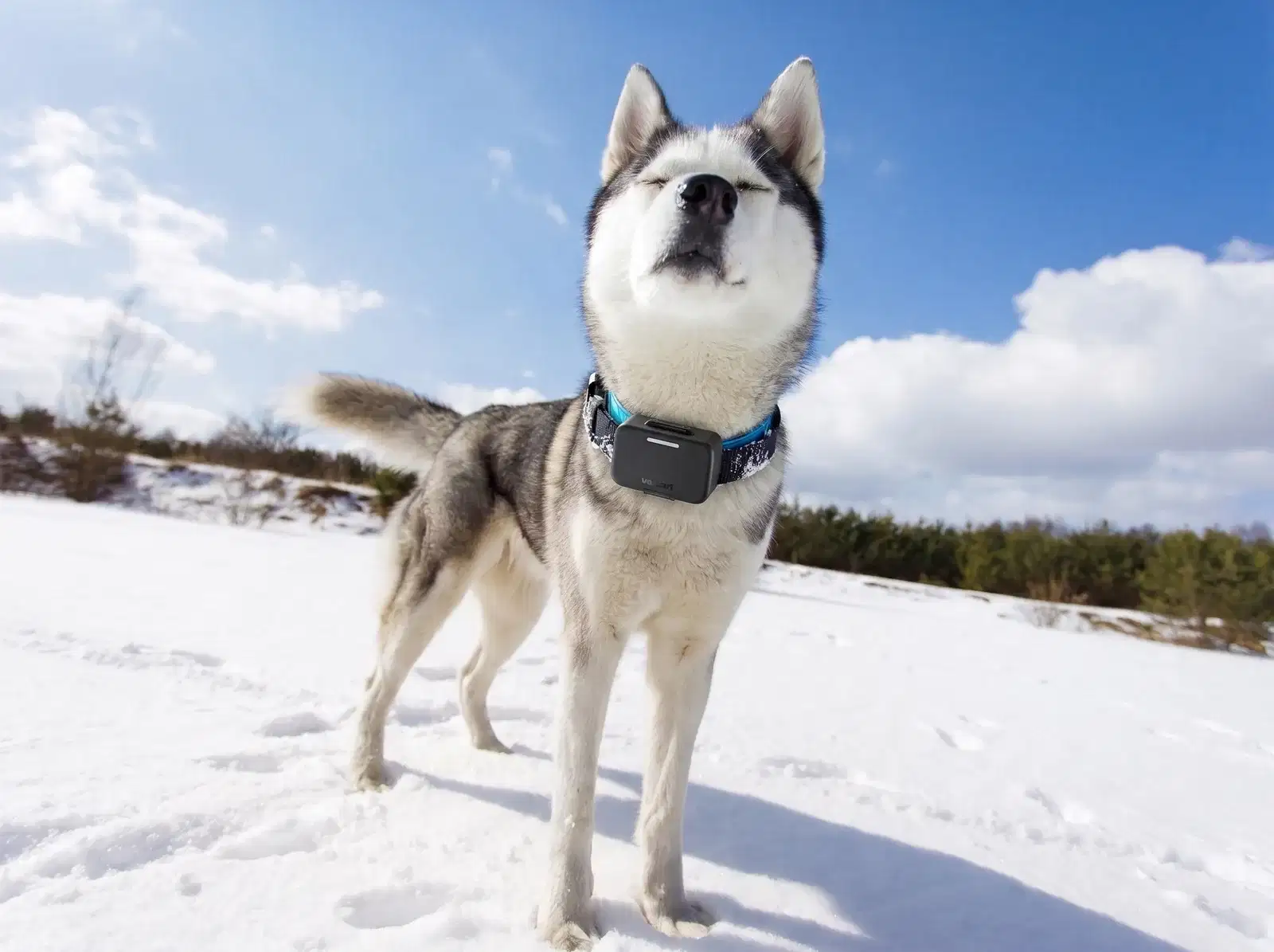 Voicari Bark Pro+ smart collar