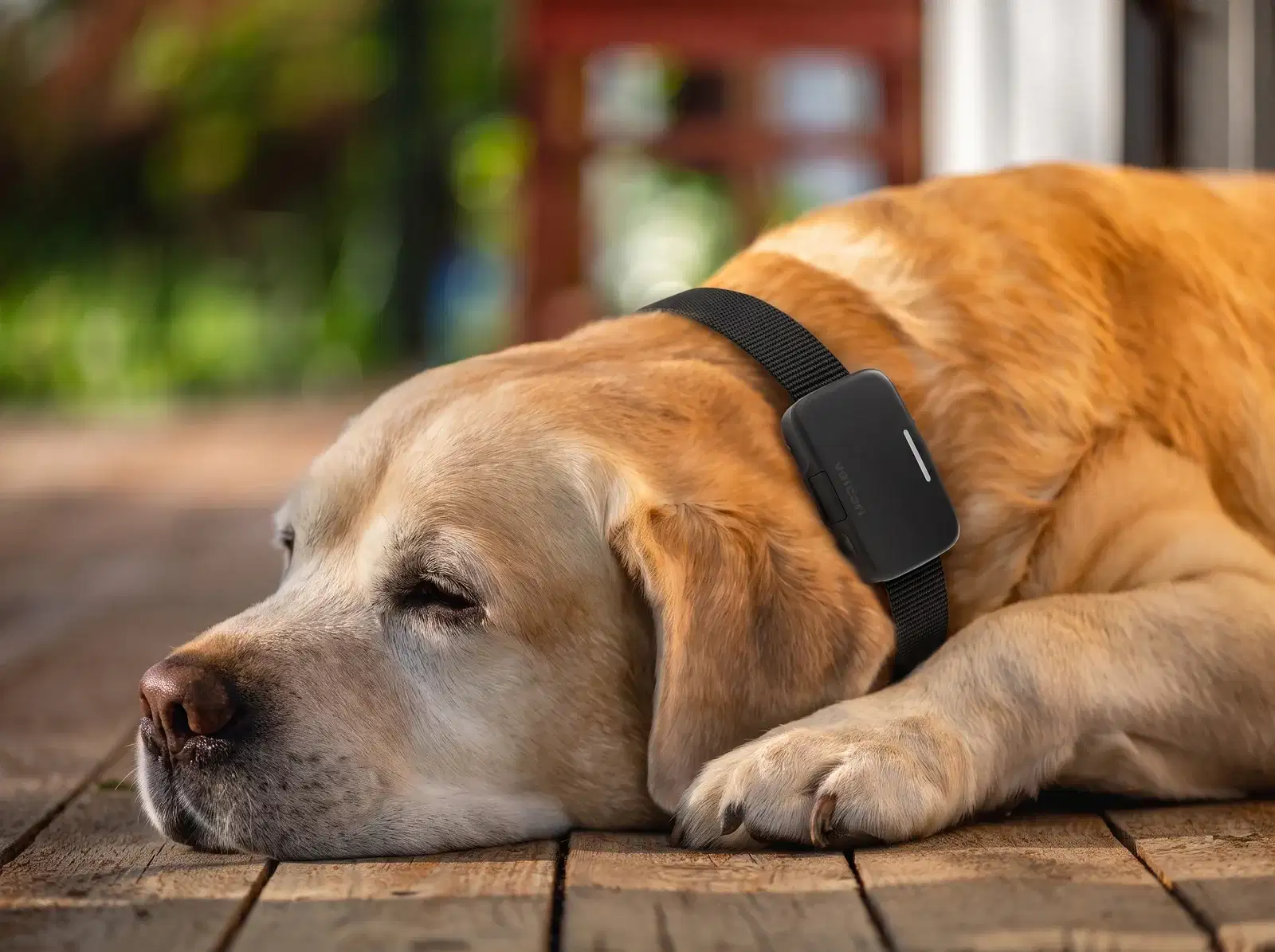 Voicari Bark Pro+ smart collar