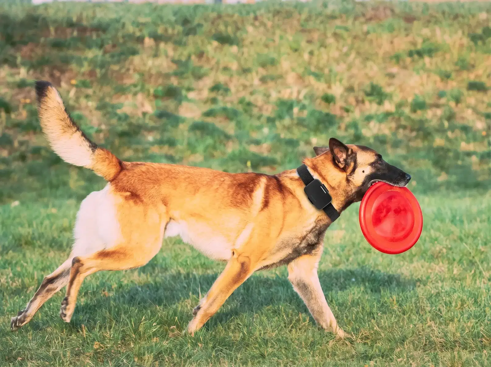 Voicari Bark Pro+ smart collar