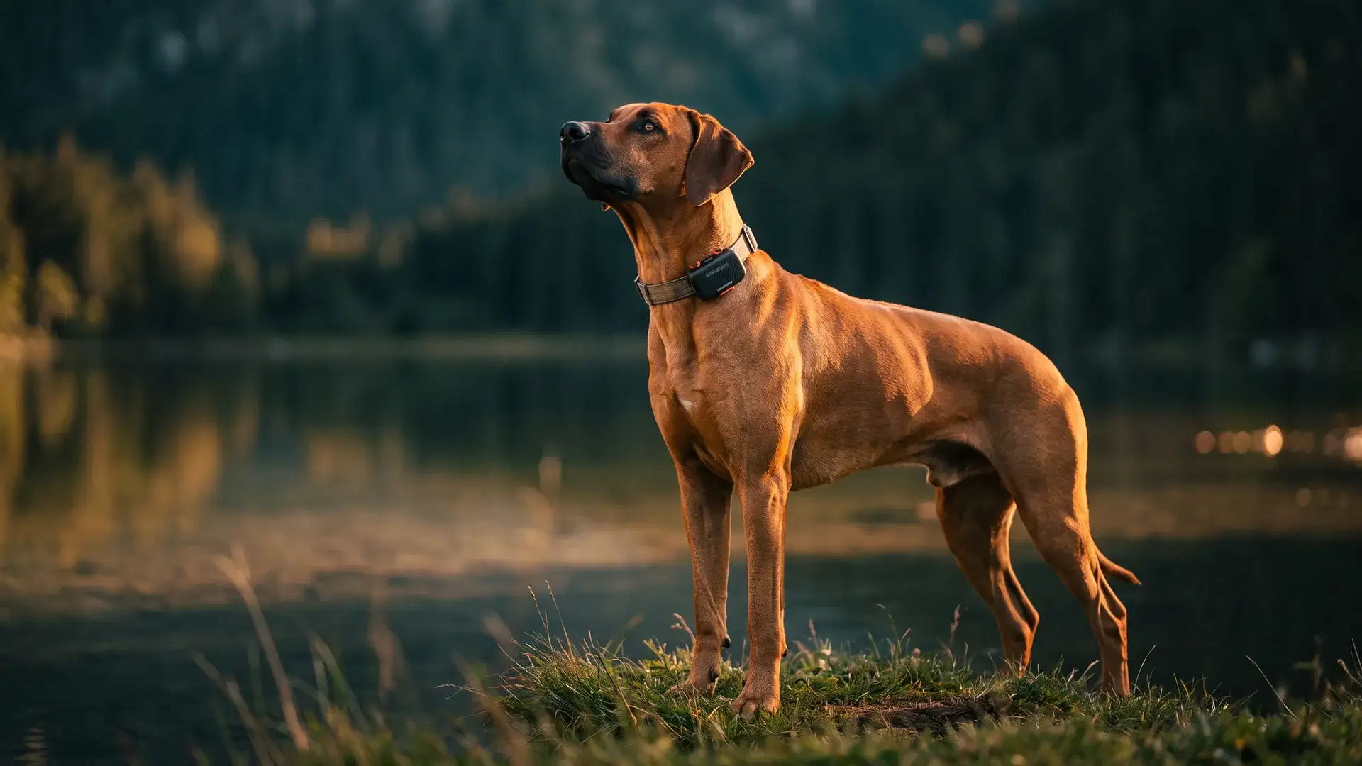 Rhodesian Ridgeback by a lake at sunset wearing the Voicari wearable