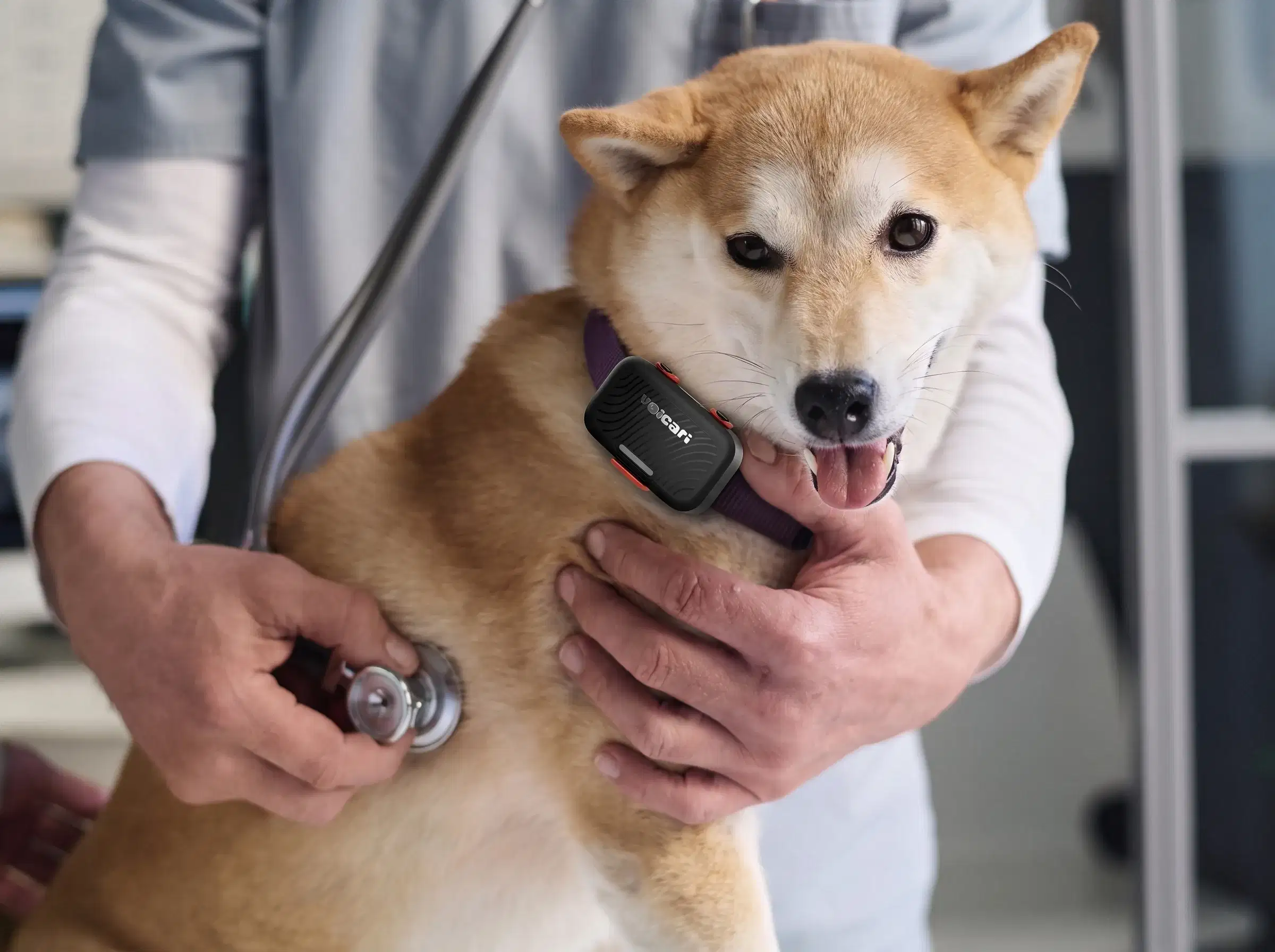 Shiba Inu wearing the Voicari wearable, with its heart rate on screen